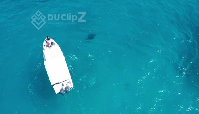 Manta fish Swimming Near Maldives Islands in Stunning 4K Drone Footage