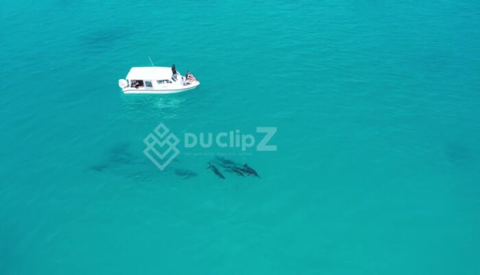 Dolphins Maldives - Dolphins Gliding Over Maldives Crystal Clear Waters in 4K Drone