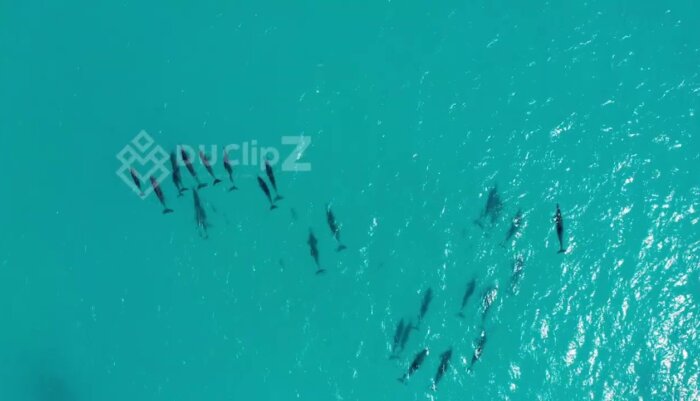 Maldives Dolphins in Crystal Clear Water Captured by Smooth Drone
