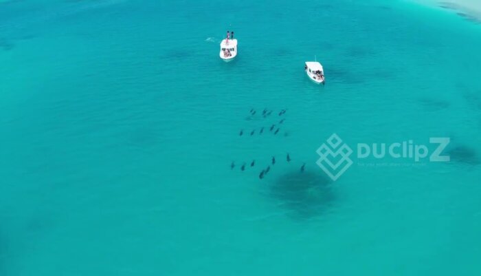 Aerial Drone View of Dolphins Swimming in Maldives Turquoise Waters