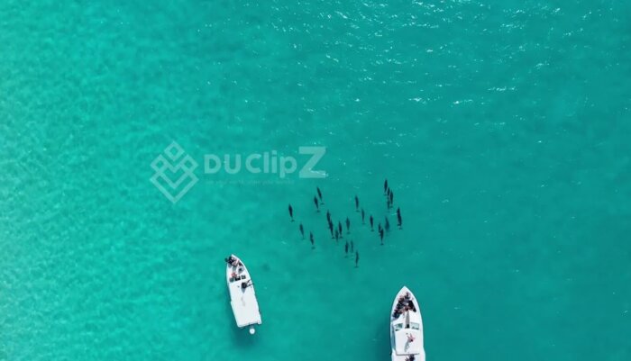 Aerial View of Dolphins Swimming Near Maldives Islands in 4K Drone