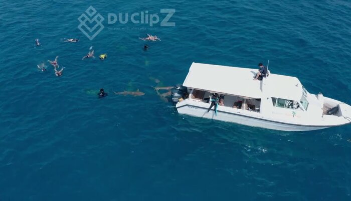 Nurse Shark footage at Maldives FREE 4k Video Stock Footage